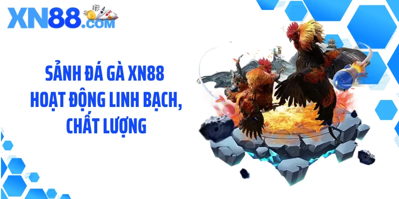 Sảnh đá gà XN88 hoạt động linh bạch, chất lượng